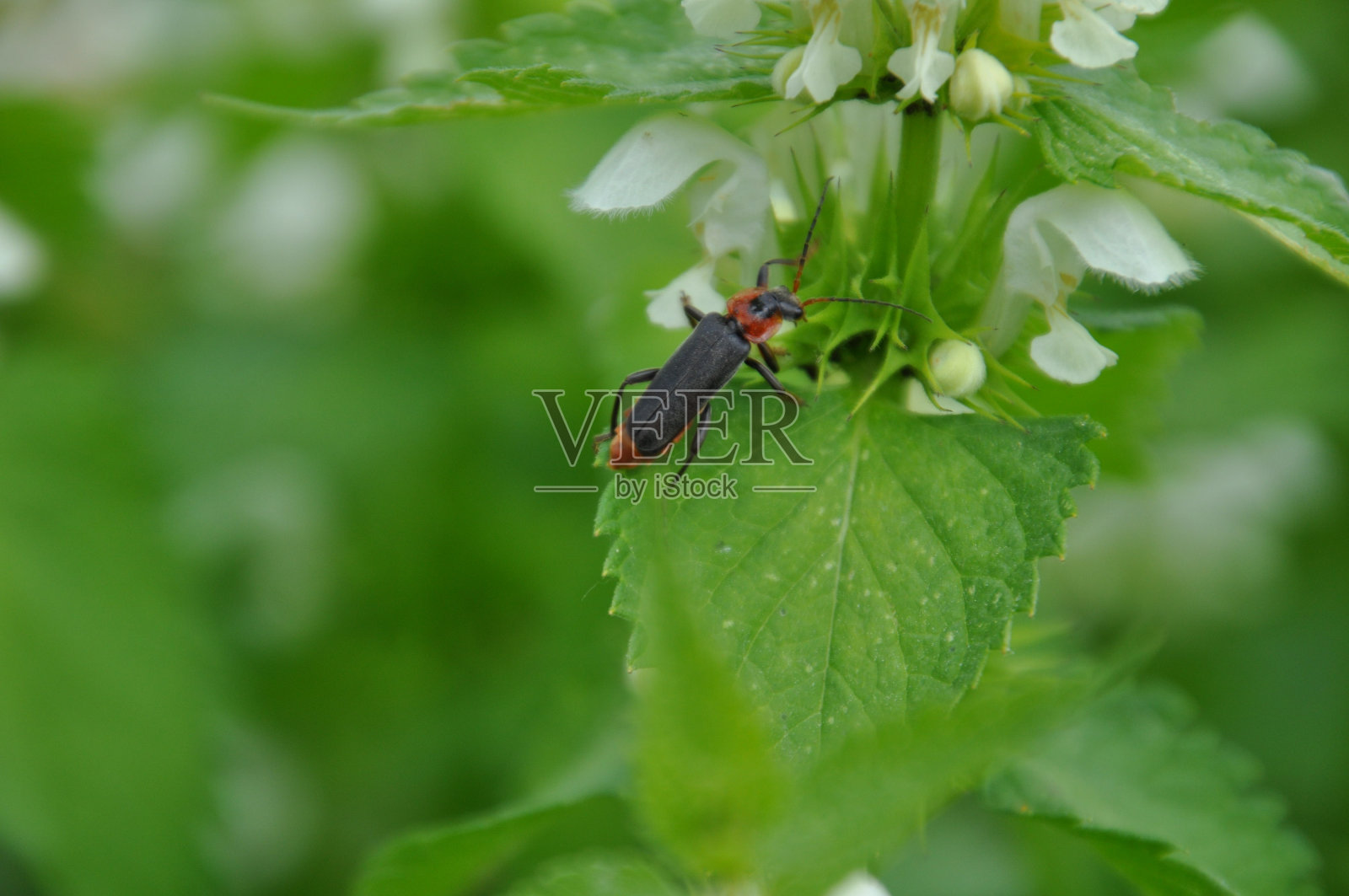 斑蝥在叶子上照片摄影图片