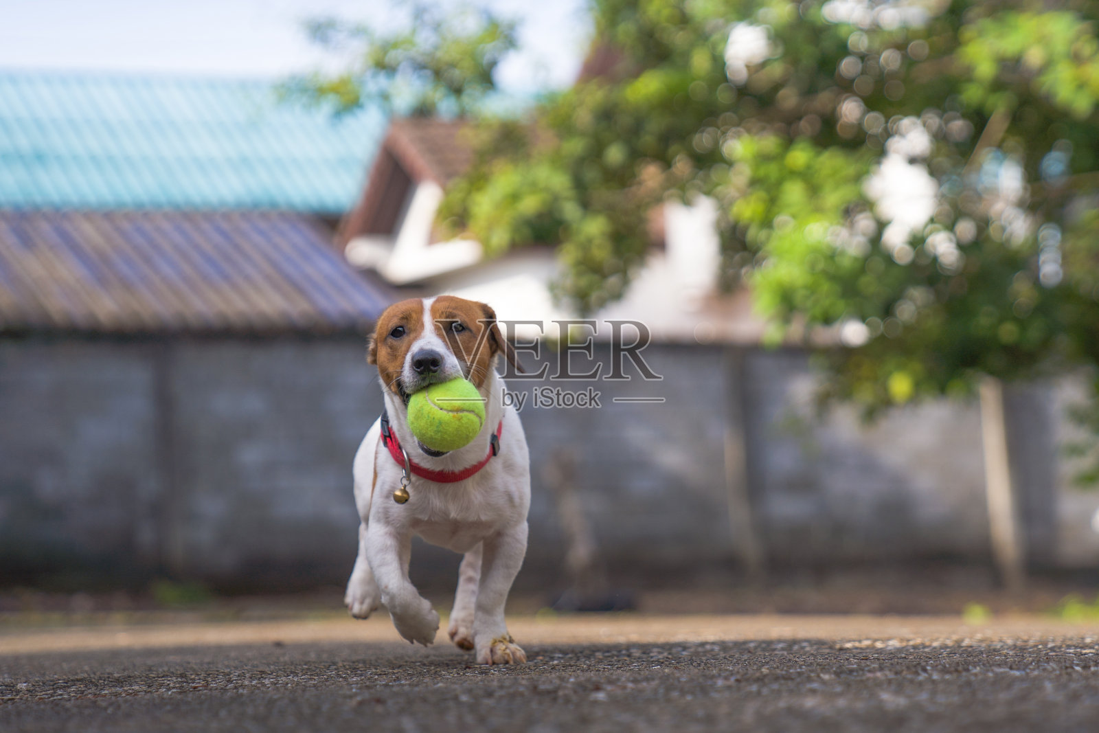 快乐快乐和顽皮的杰克罗素狗放松和休息在娇娇花园在公园的户外和外面的暑假假期照片摄影图片