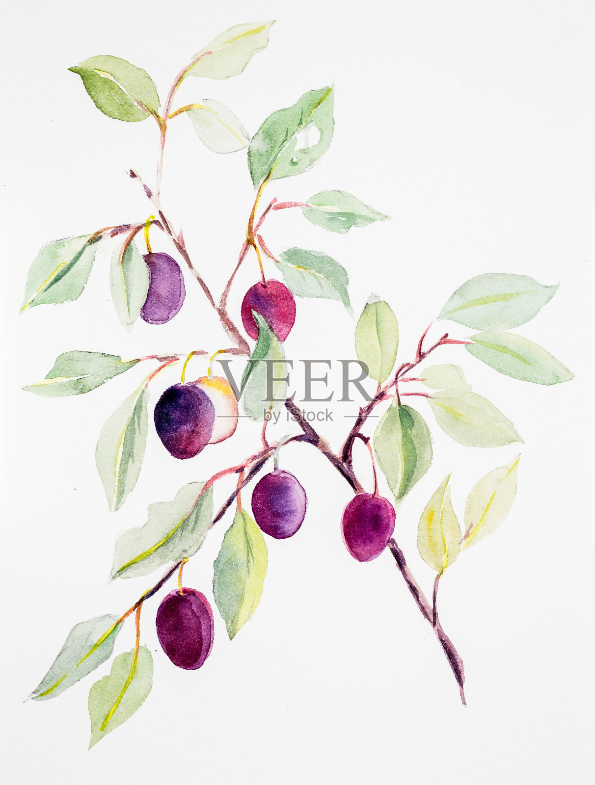 李子水彩画插画图片素材