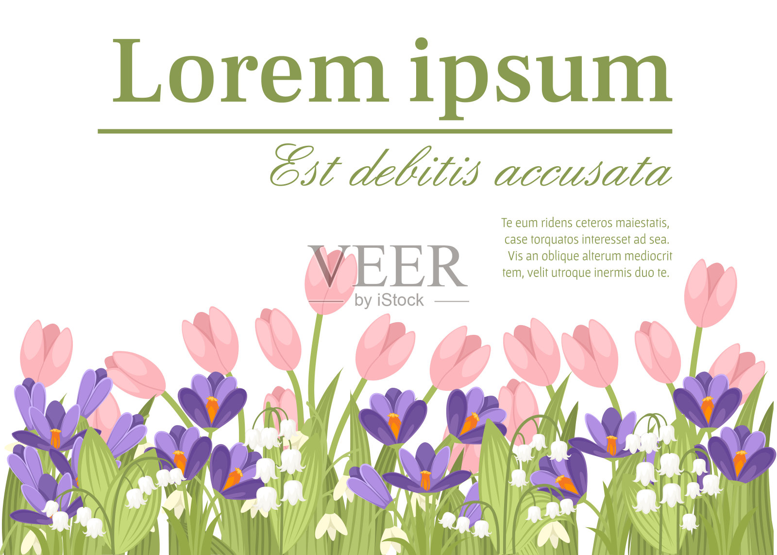 春季粉红色郁金香，紫色番红花和白色铃草。绿色的花型，小草。贺卡或广告传单的概念。平面矢量插图在白色背景插画图片素材