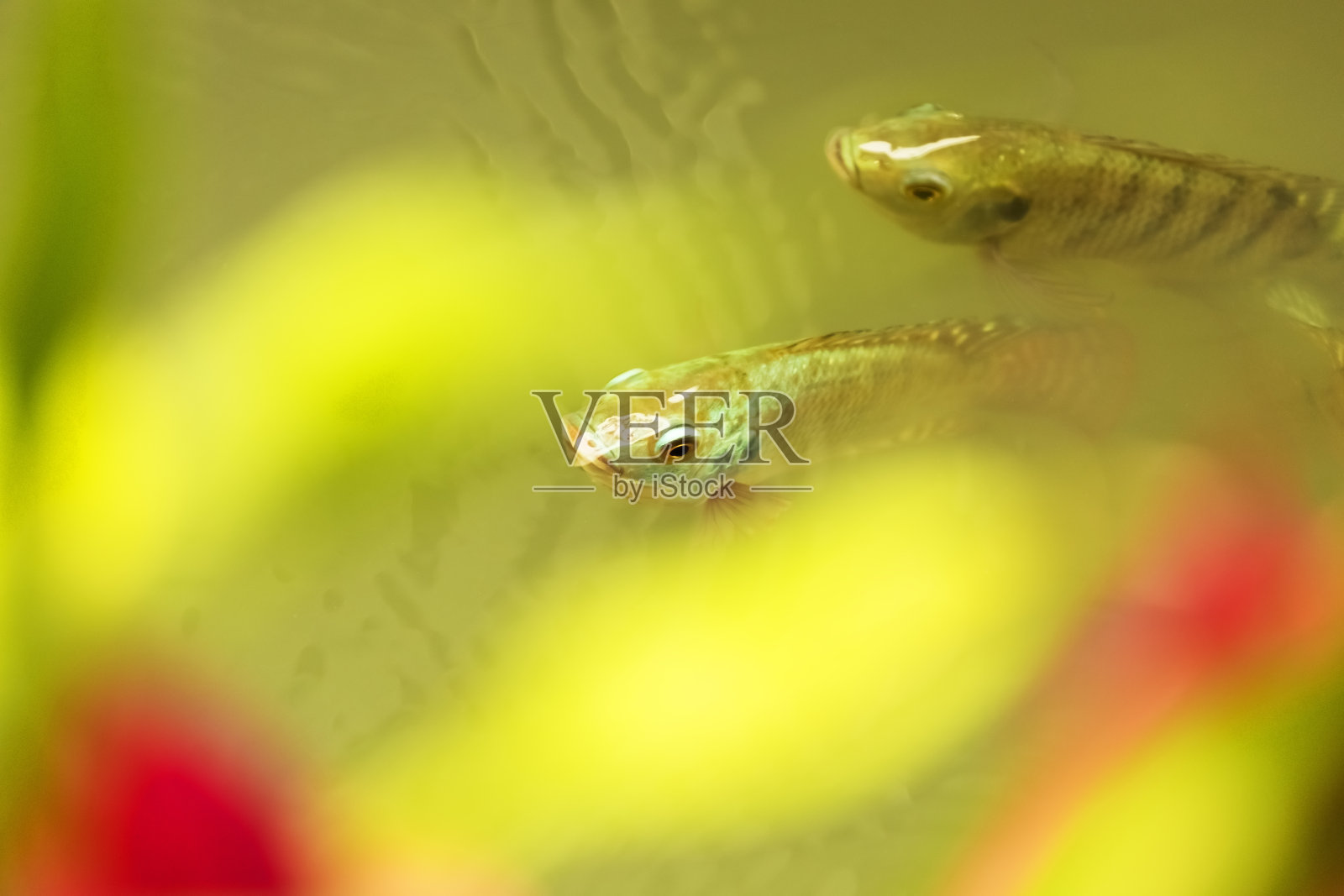 由于缺氧，鱼会浮到水面呼吸照片摄影图片