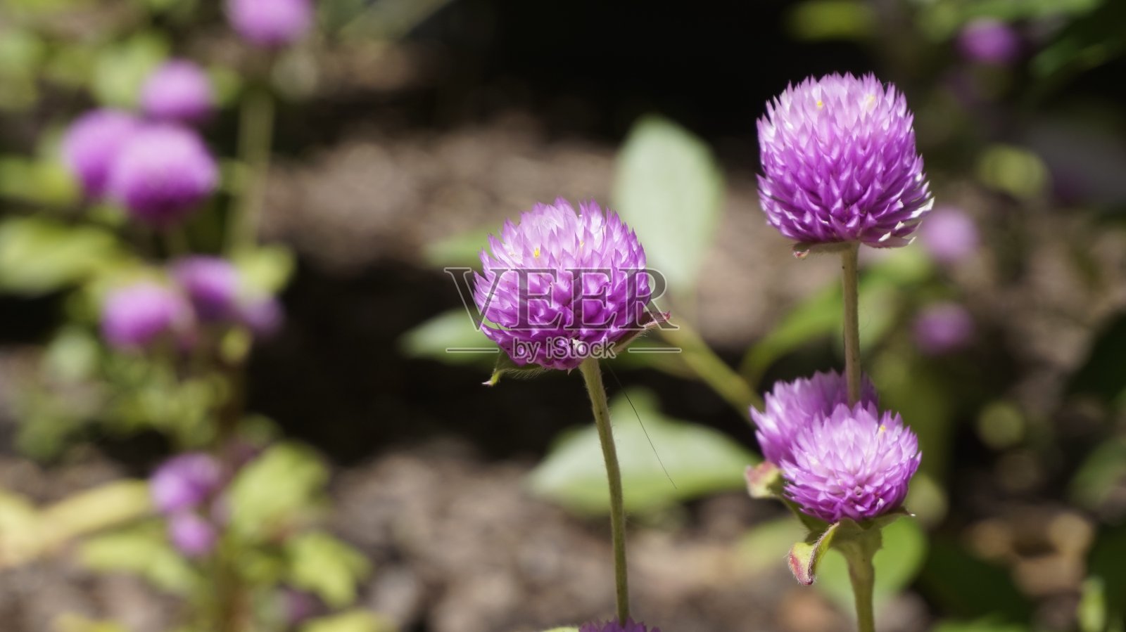 紫色的金银花照片摄影图片