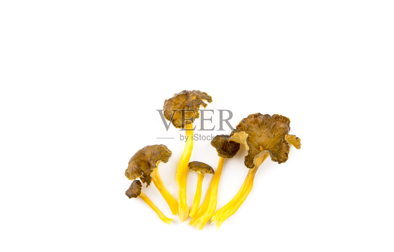 斑蝥(Craterellus lutescens)或斑蝥(Cantharellus xanthopus or Cantharellus aurora)，俗称黄足，是一种蘑菇。在白色上分离的真菌群。照片摄影图片