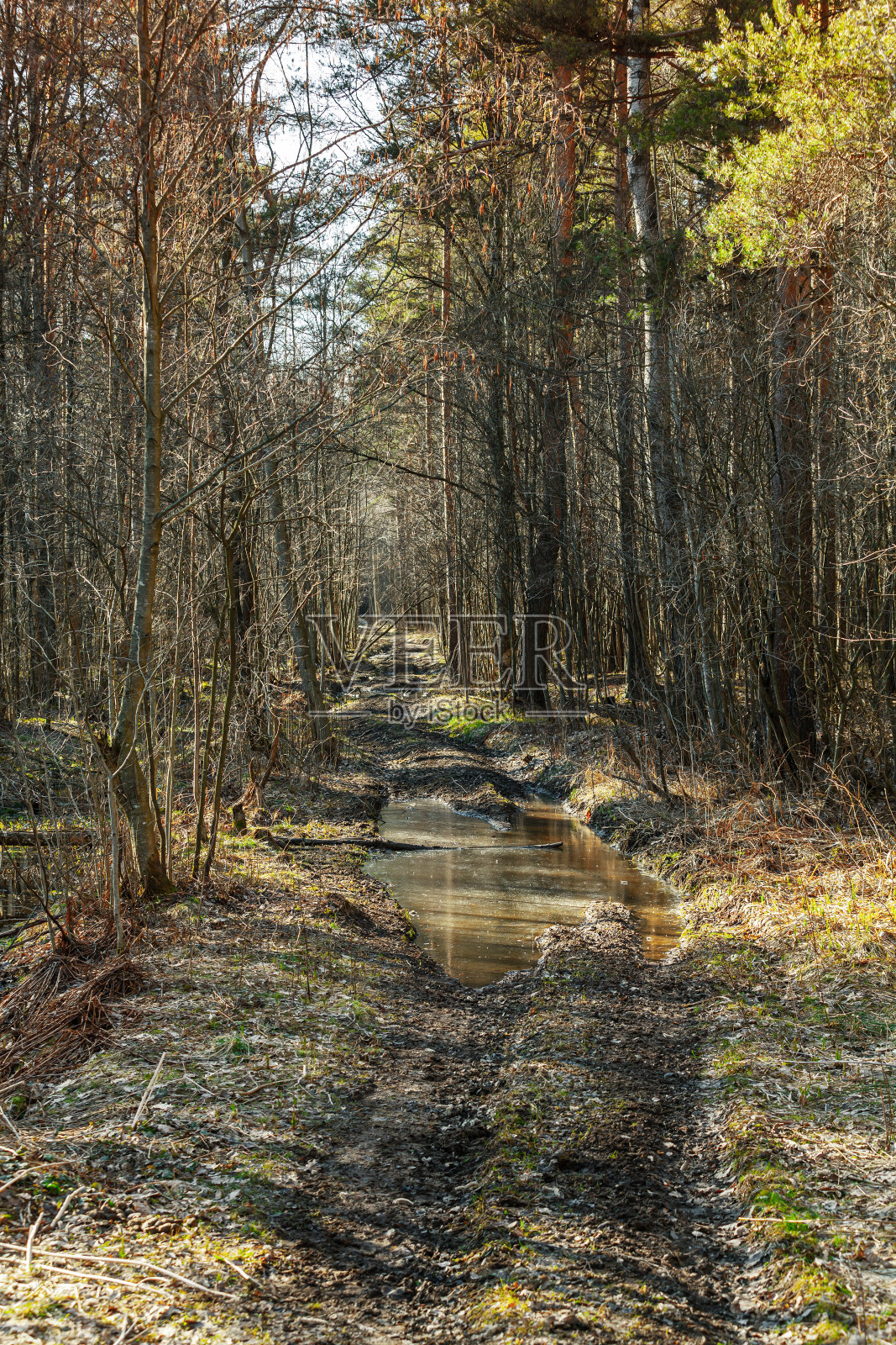 森林里坑坑洼洼的崎岖道路照片摄影图片