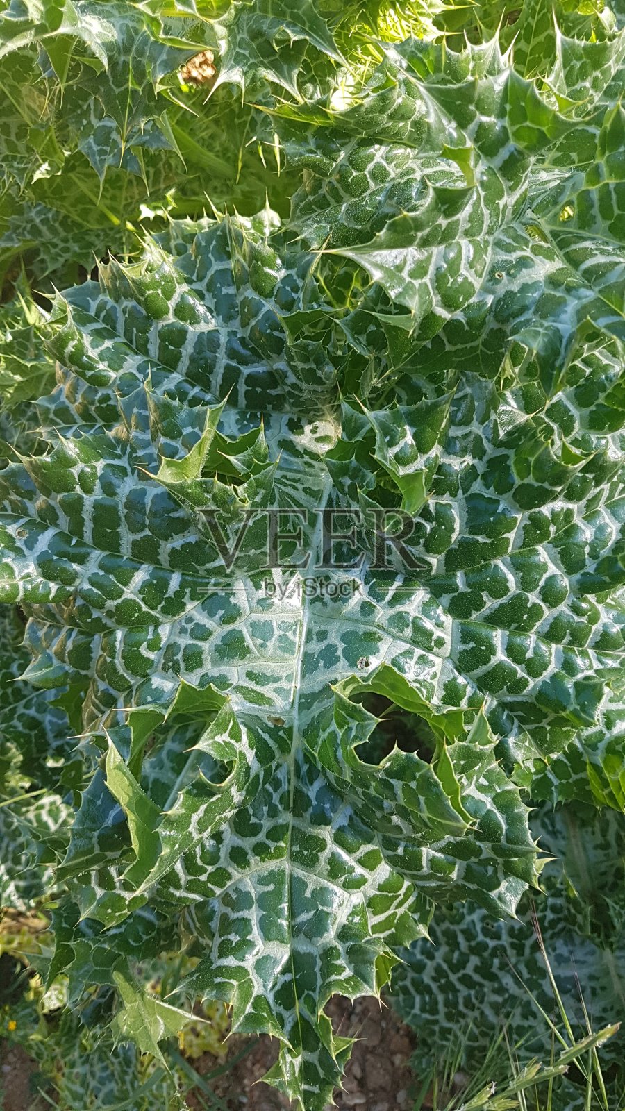 蓟在干燥的土地上长叶子照片摄影图片