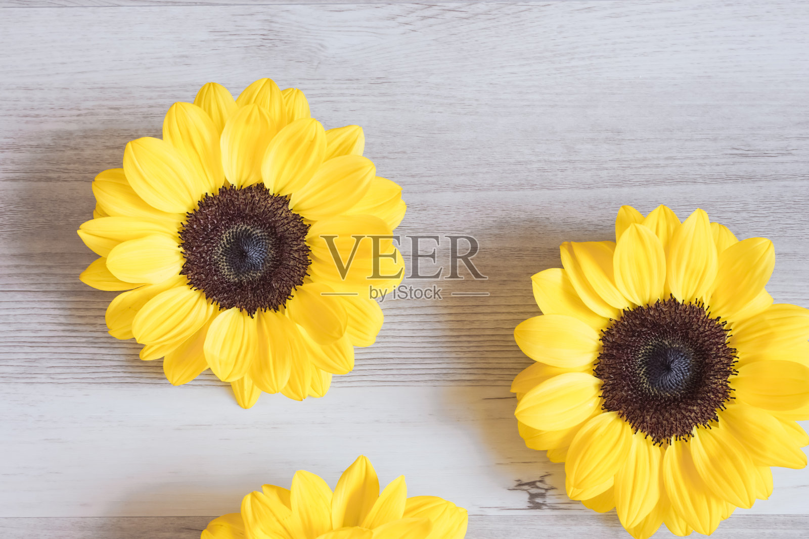 向日葵特写在桌子上。照片摄影图片