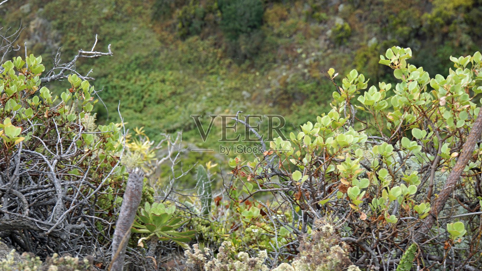 特内里费岛风景优美照片摄影图片