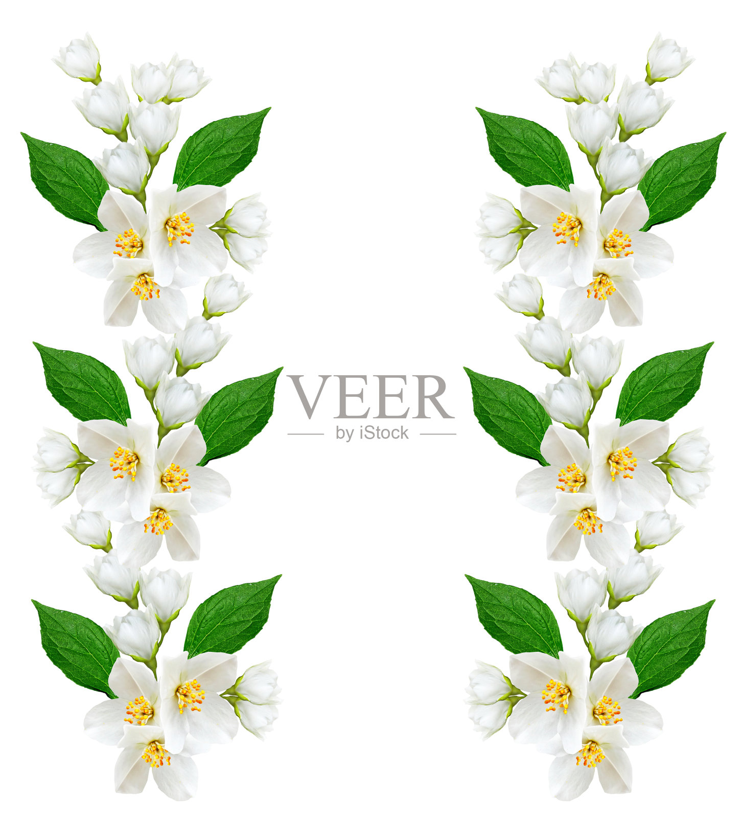 茉莉花照片摄影图片