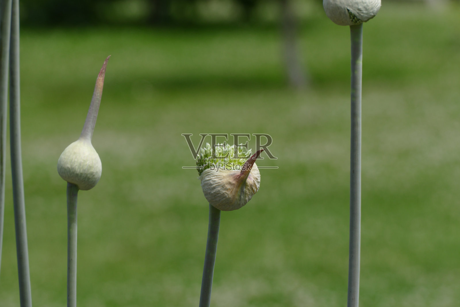蒜苗花蕾照片摄影图片