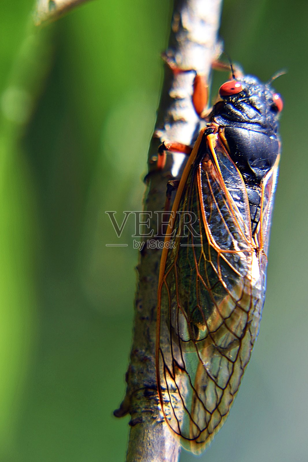 2019巢八蝉枝上照片摄影图片