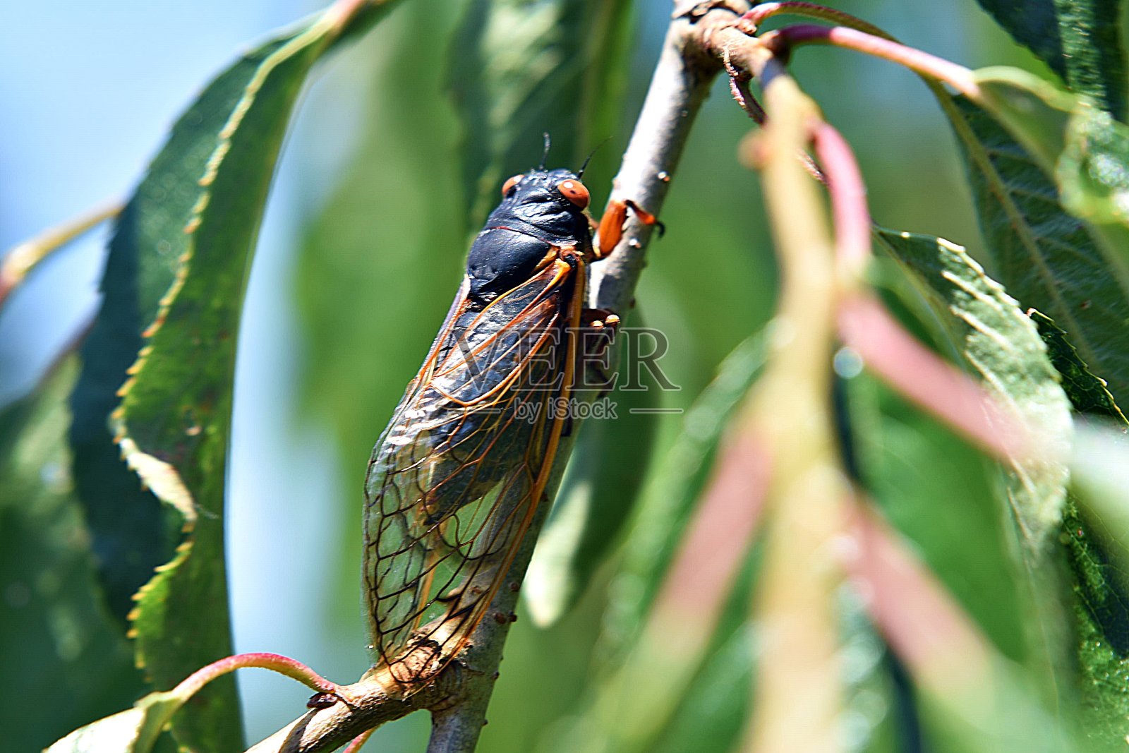 2019巢八蝉枝上照片摄影图片