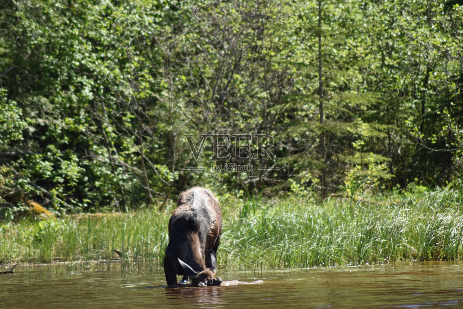 麋鹿、母牛和小牛照片摄影图片