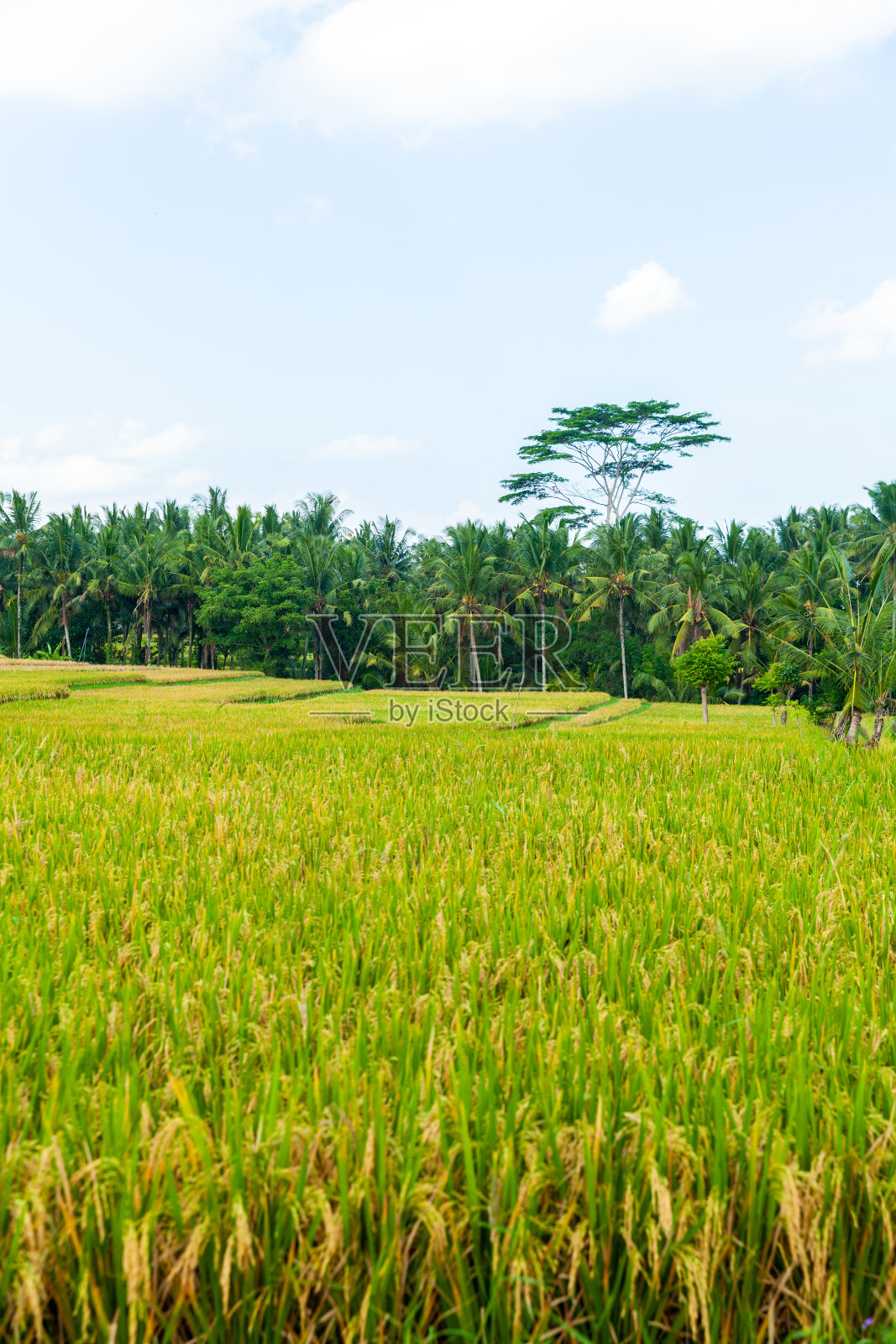 乌布的稻田照片摄影图片