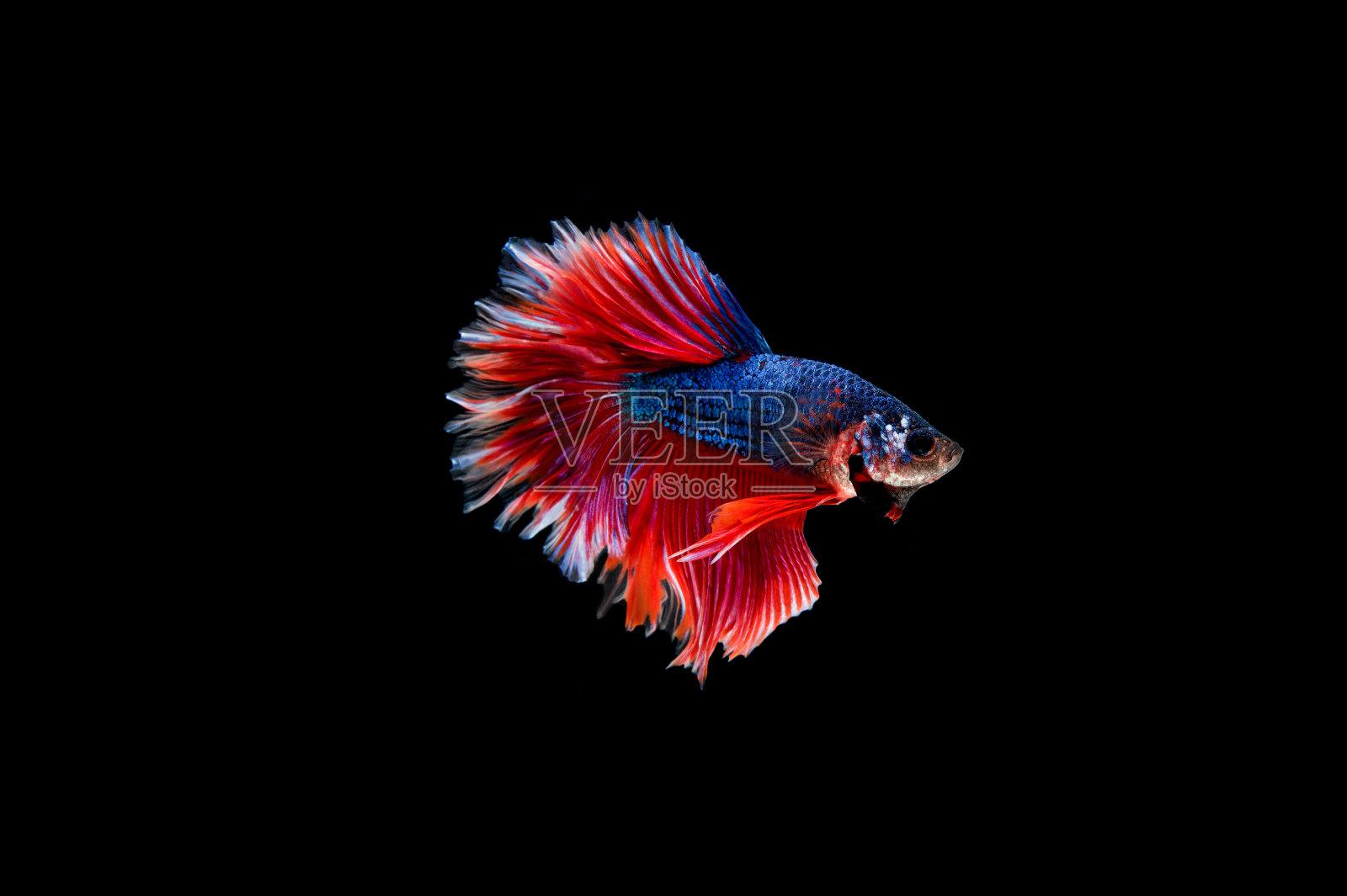 美丽多彩的暹罗斗鱼照片摄影图片