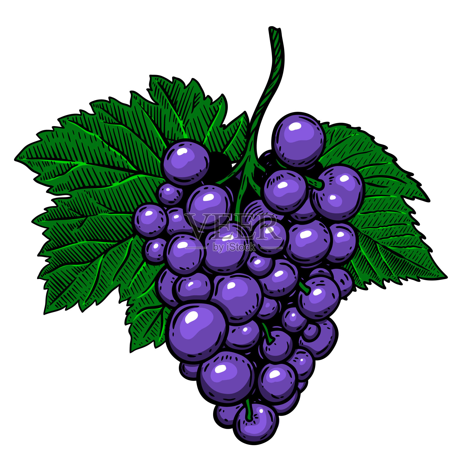 白色背景上的葡萄枝。设计元素海报，标志，标签，标志，卡片，横幅。矢量图设计元素图片