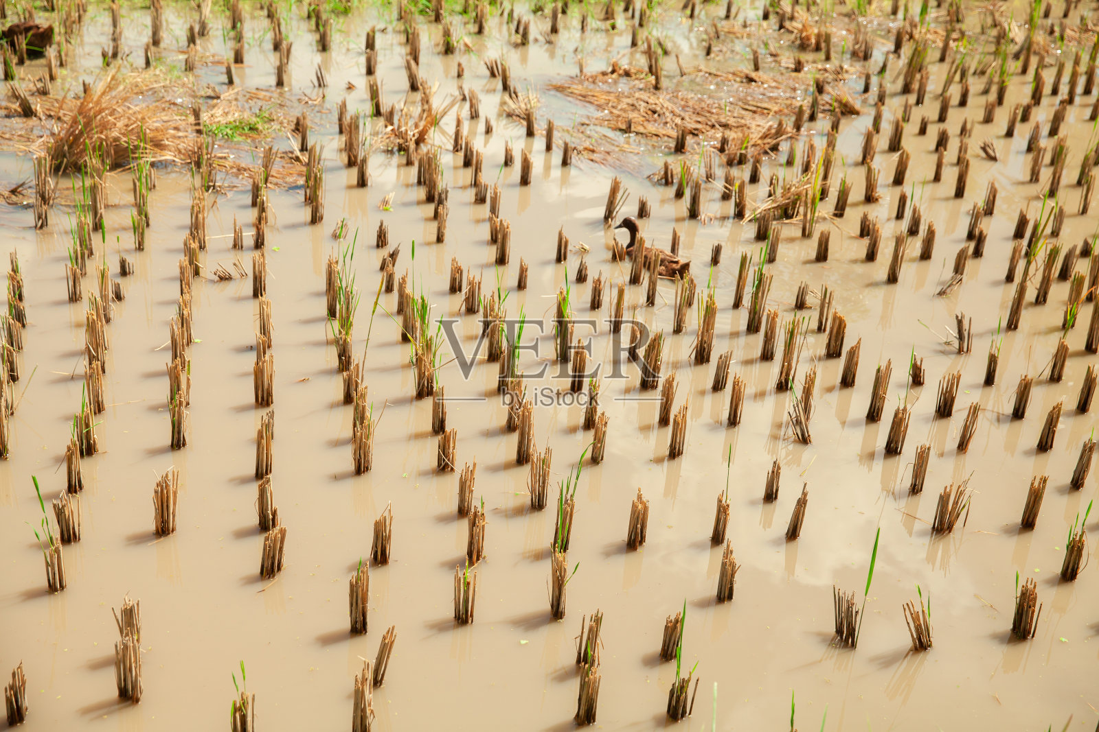 将切好的大米放入水中晾干照片摄影图片