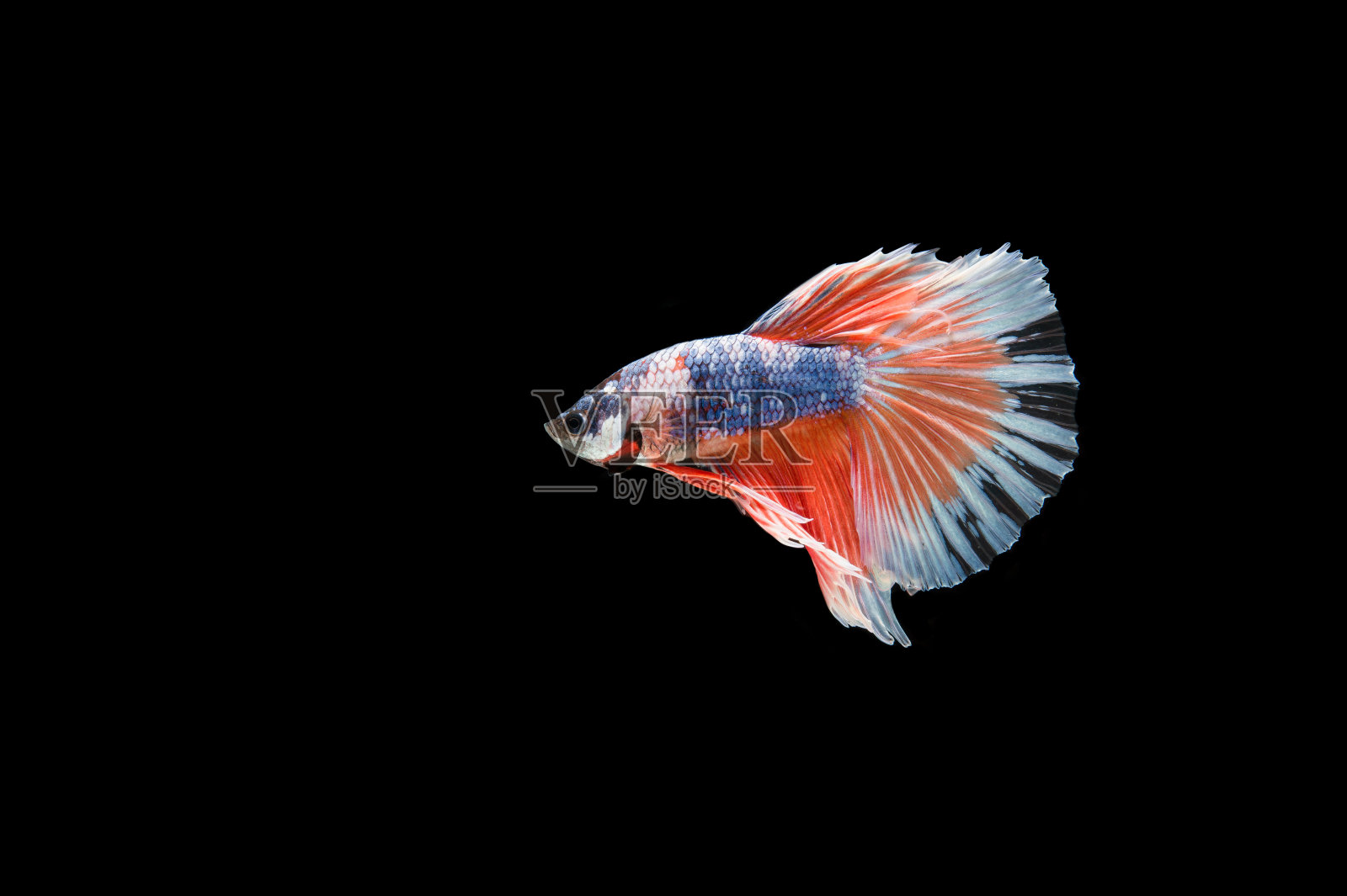 美丽多彩的暹罗斗鱼照片摄影图片