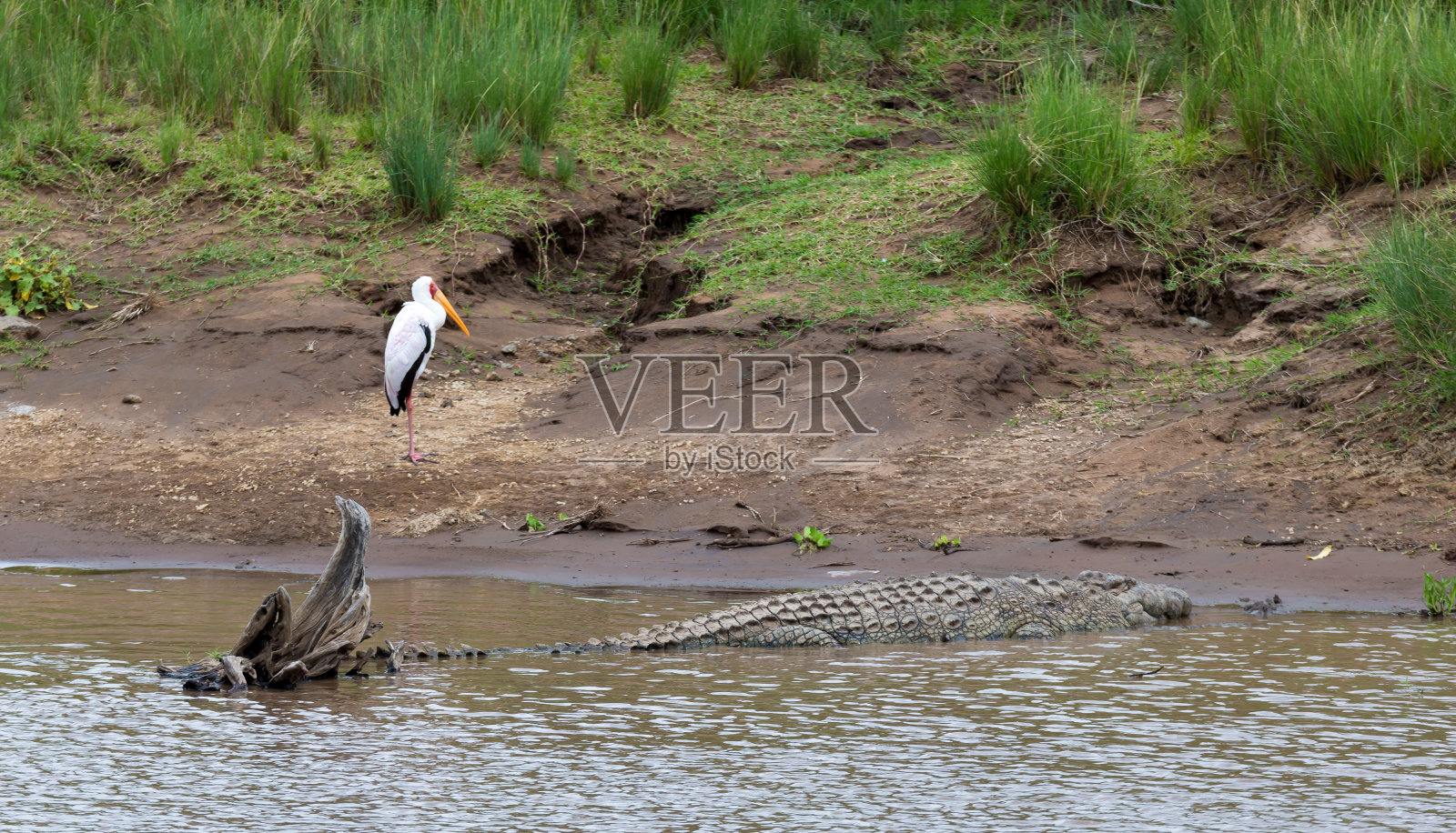 一条鳄鱼躺在水边的石头上照片摄影图片