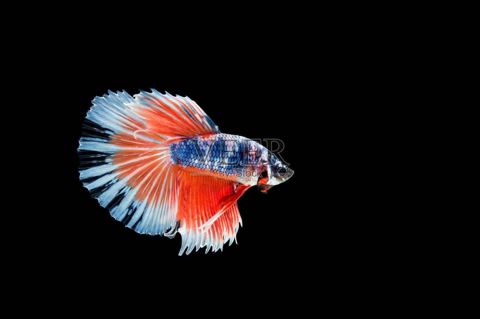 美丽多彩的暹罗斗鱼照片摄影图片