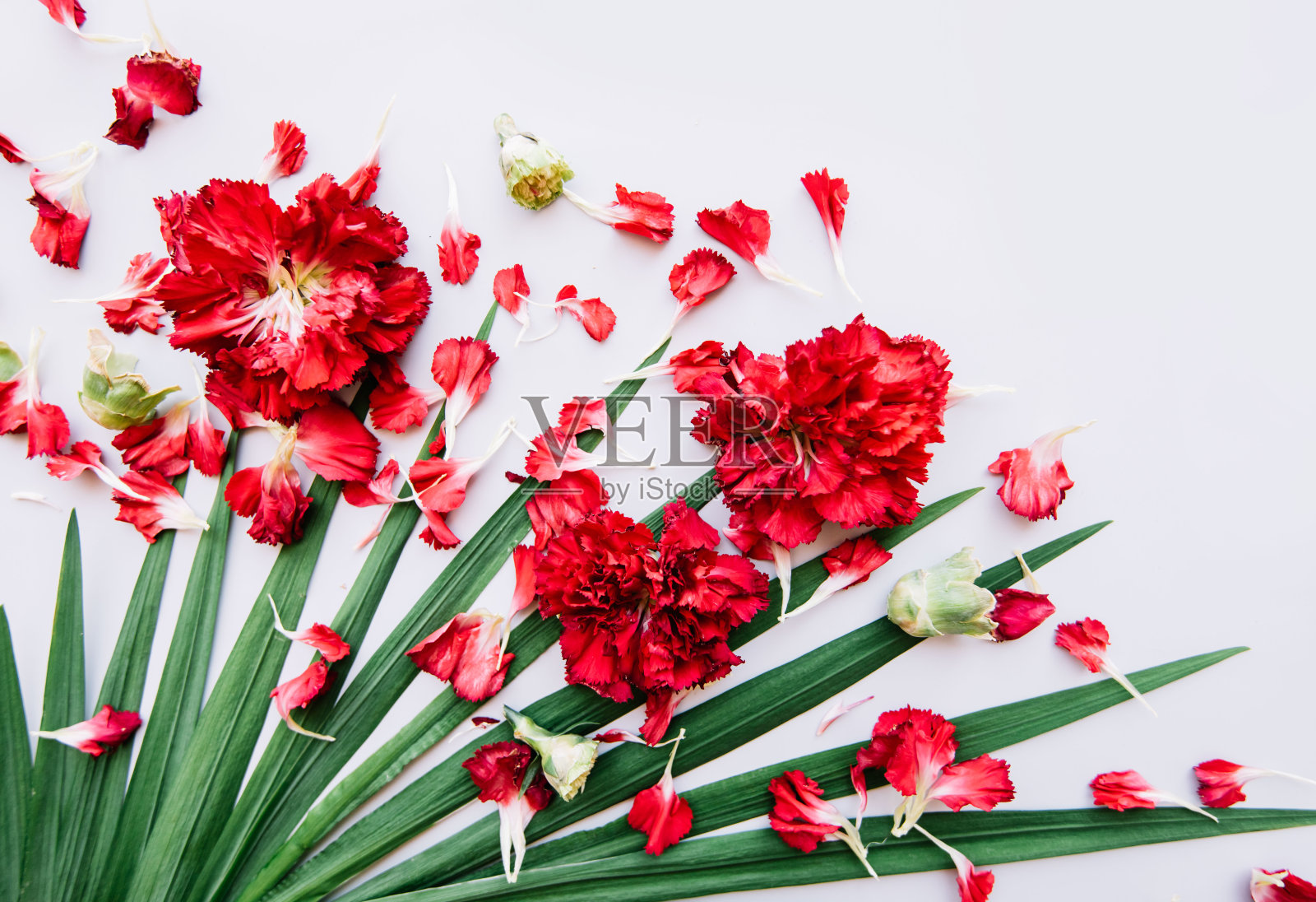 白色的背景边上是热带的绿叶，碎裂的红色康乃馨花瓣覆盖在表面，平铺着照片摄影图片