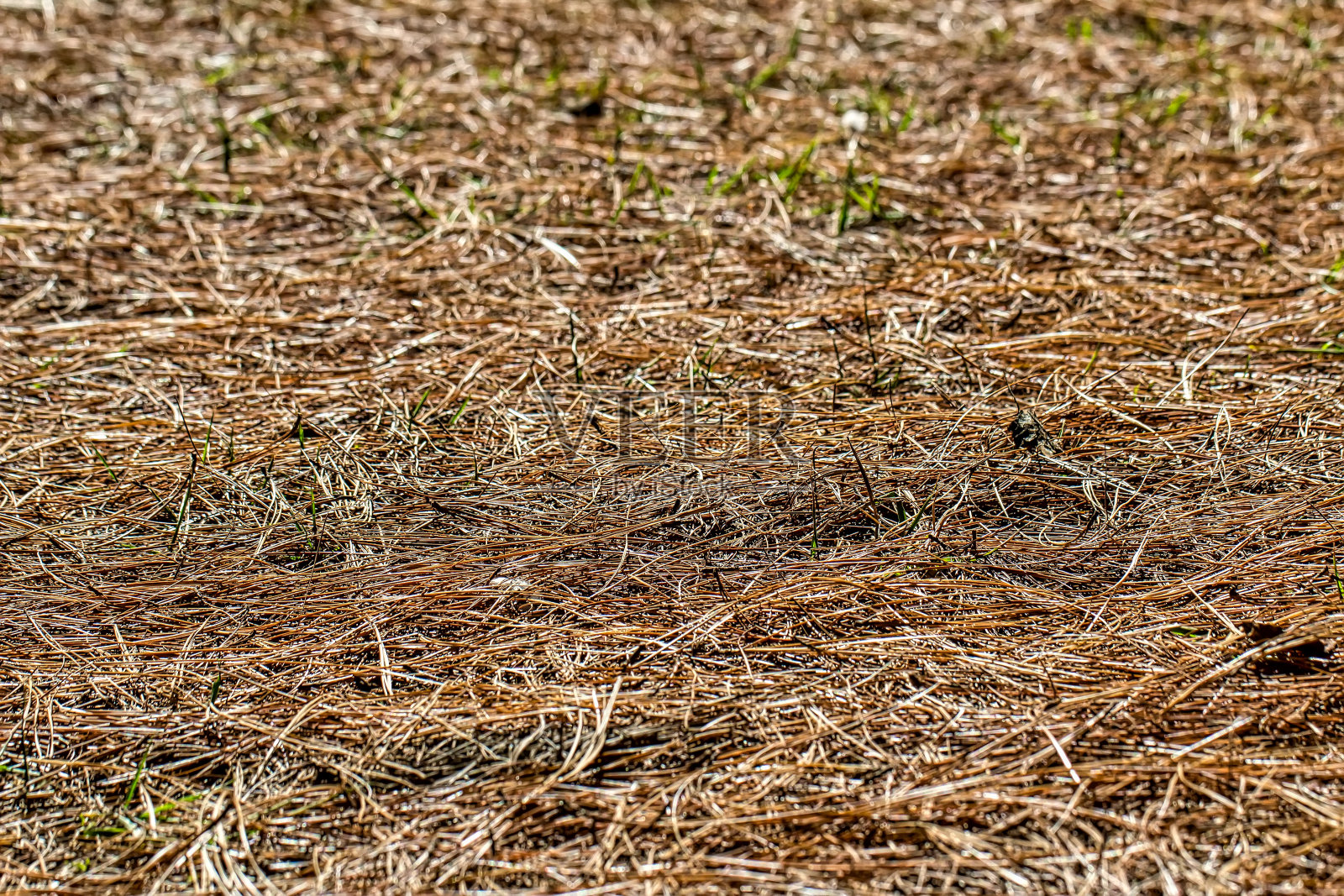在清晨的阳光下，地板上铺满了干松针照片摄影图片