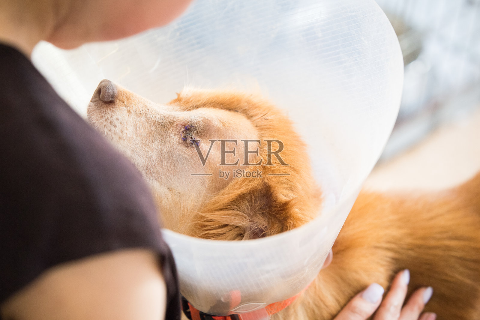 一只眼睛的流浪狗。虐待动物照片摄影图片