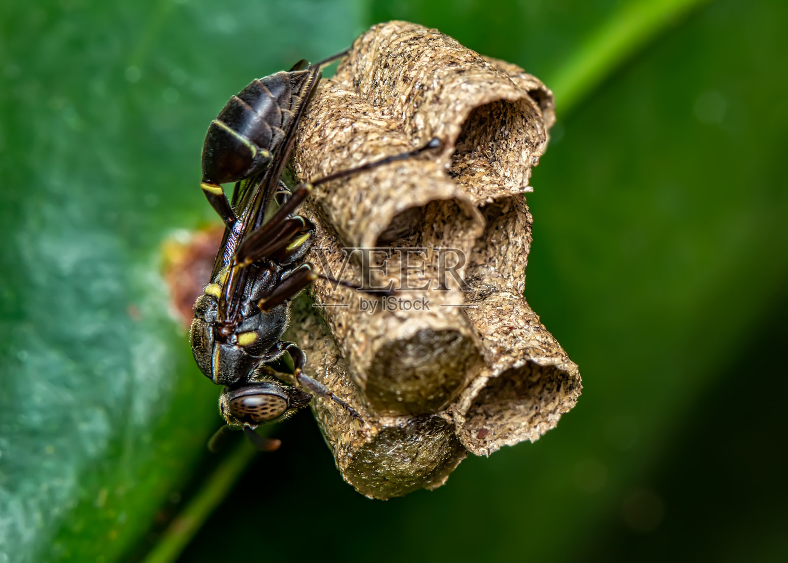 黄蜂在树叶上筑巢，大自然的微距摄影照片摄影图片