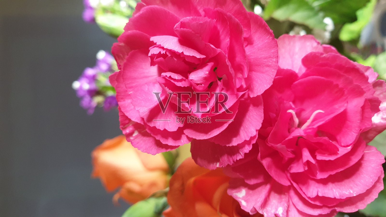 切花在中性背景上照片摄影图片