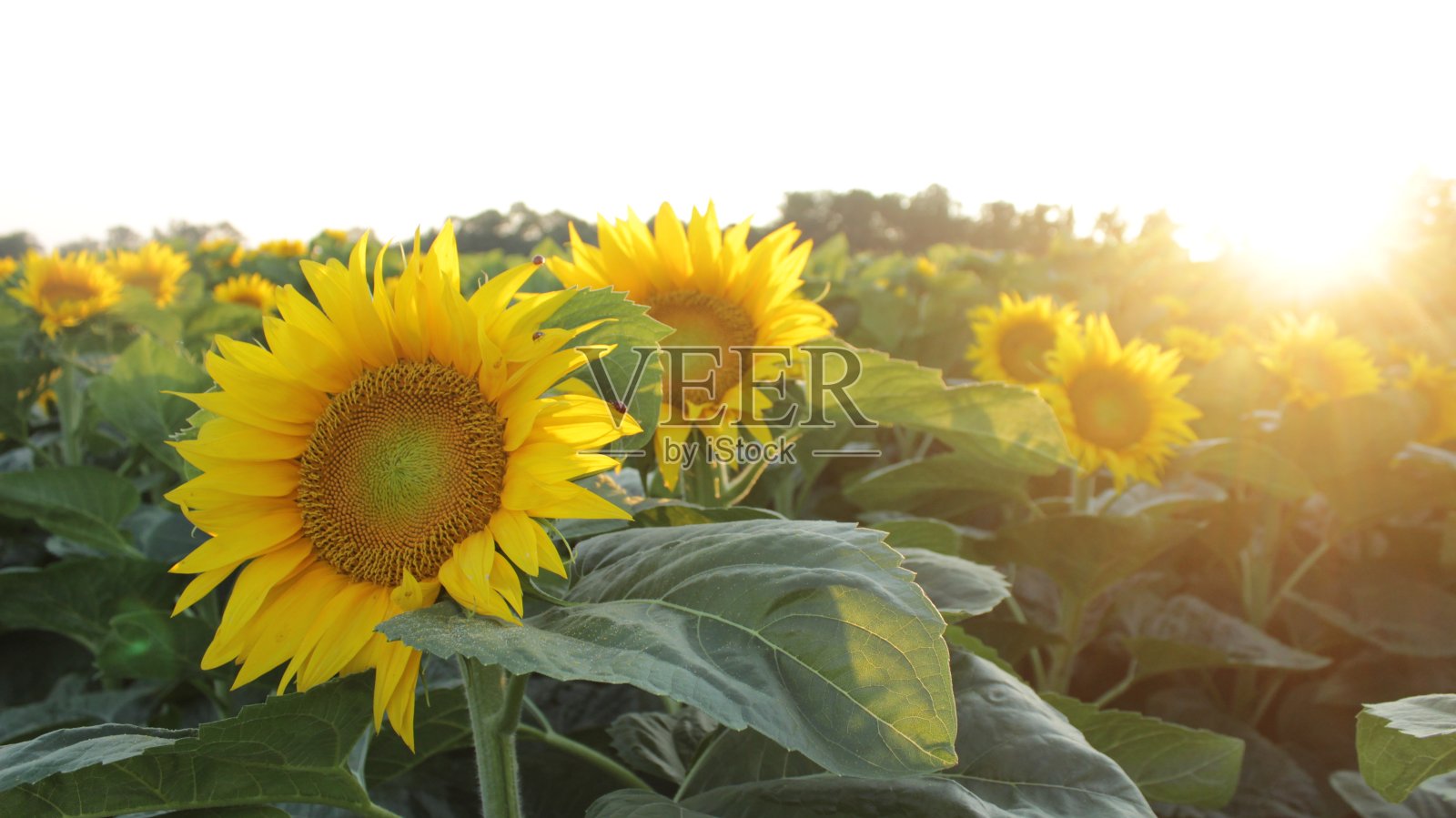 田野里的太阳花照片摄影图片