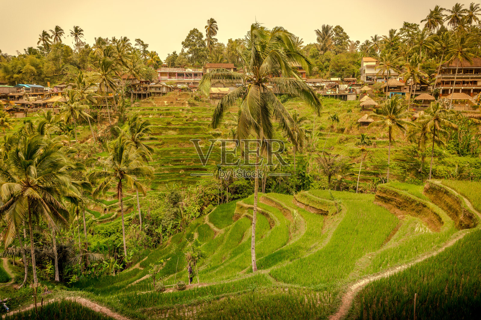 印度尼西亚巴厘岛乌布的Tegallalang梯田照片摄影图片