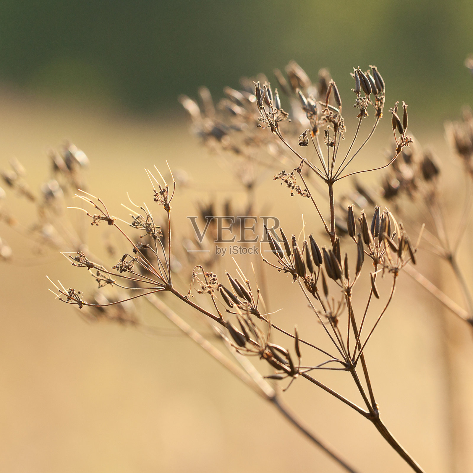 有种子的干燥植物照片摄影图片