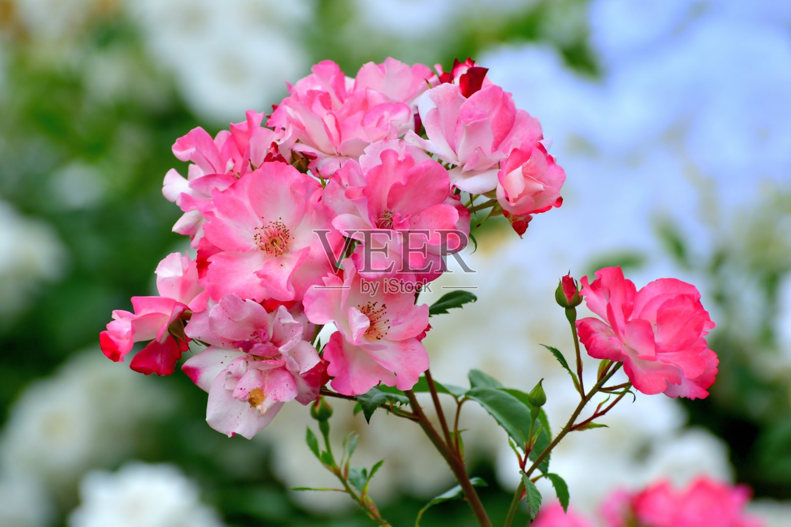 玫瑰花与多色背景照片摄影图片