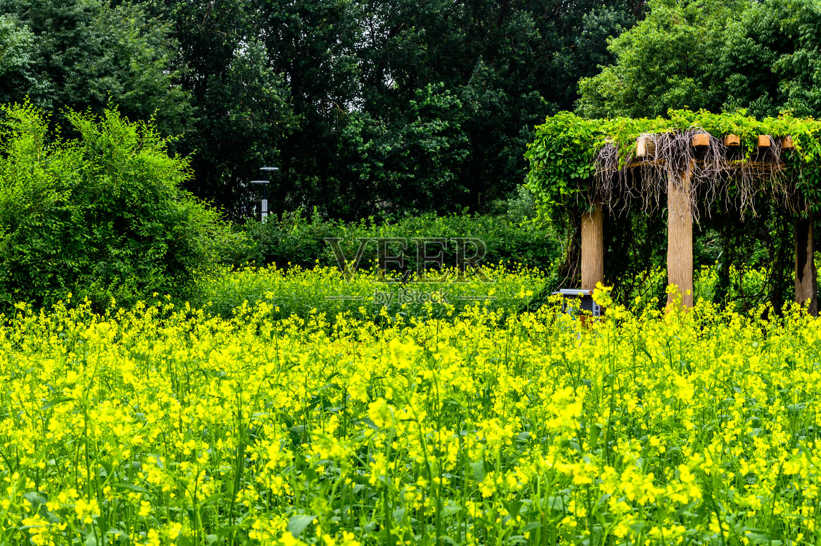 中国长春公园油菜花盛开照片摄影图片