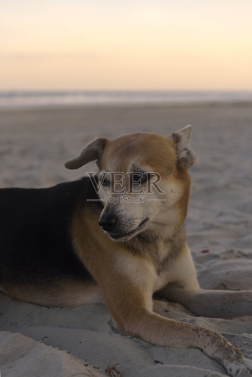 狗和沙子照片摄影图片