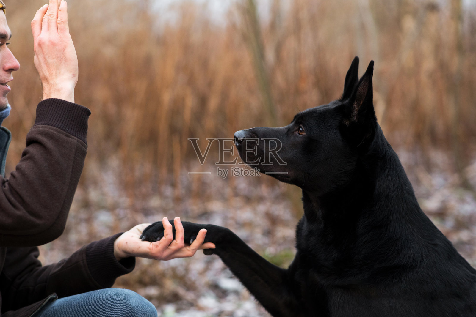 一个男人带着一条杂种狗在冬天的草地上散步照片摄影图片