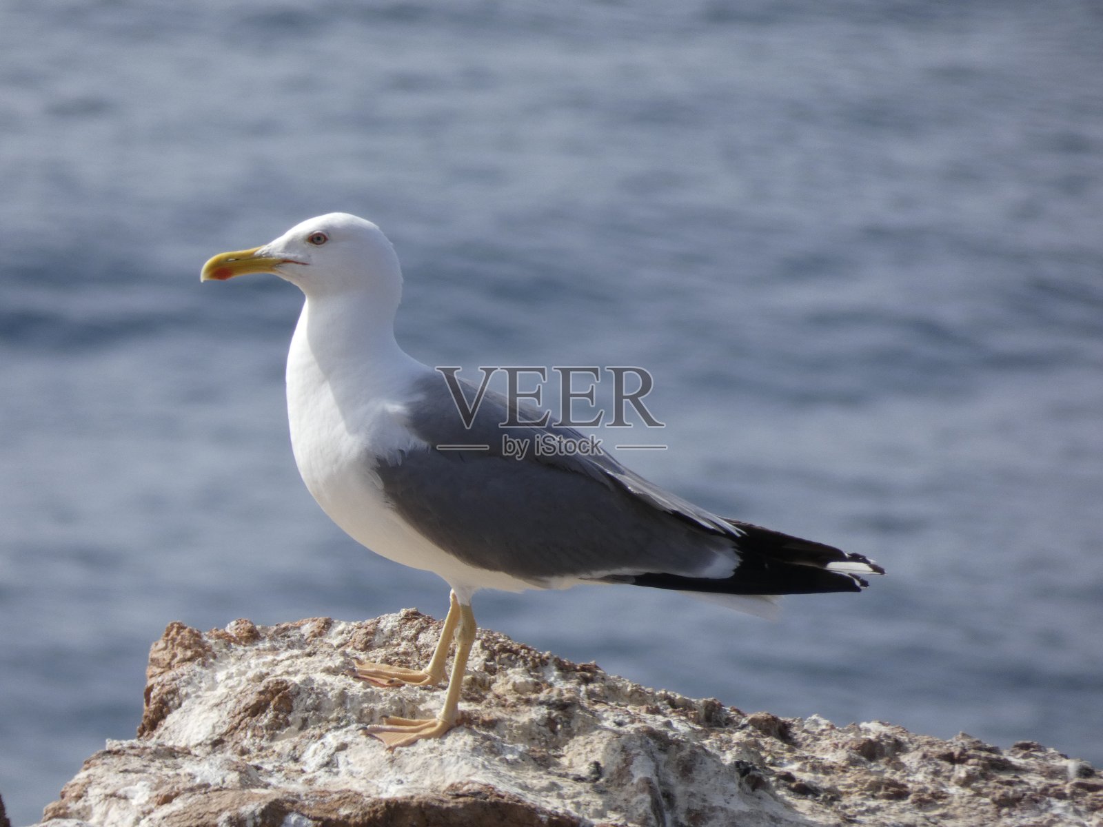 在加泰罗尼亚地中海沿岸的“布拉瓦海岸”休息的海鸥照片摄影图片