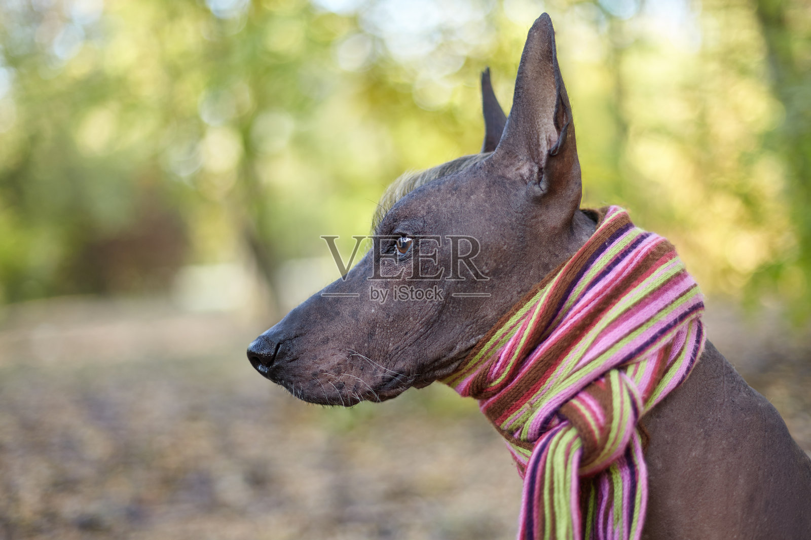 Xoloitzcuintle犬(墨西哥无毛犬品种)在明亮的条纹围巾在秋天/秋天的背景。照片摄影图片