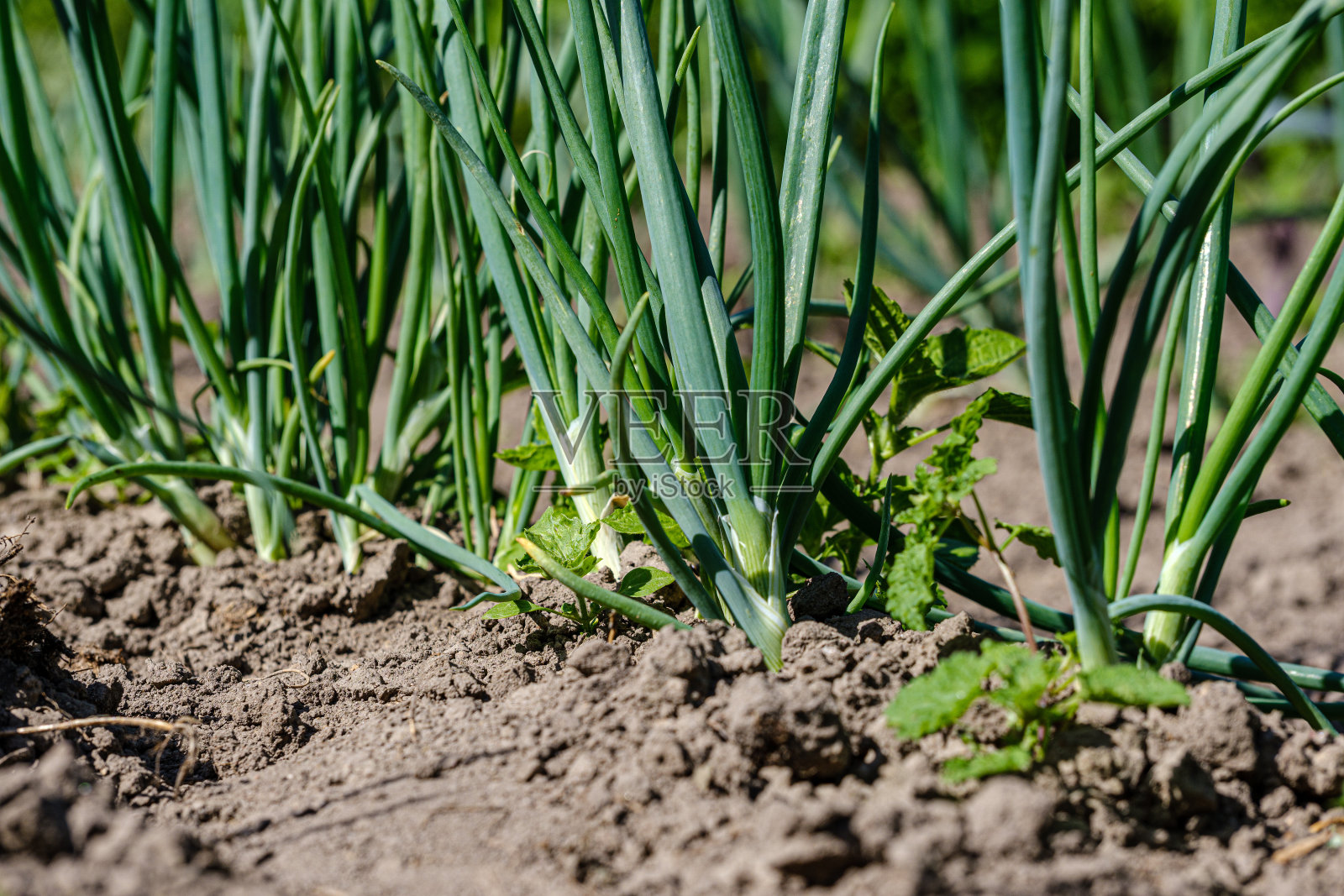 生态园艺，种植蔬菜，洋葱，土豆和胡萝卜的乡村花园照片摄影图片