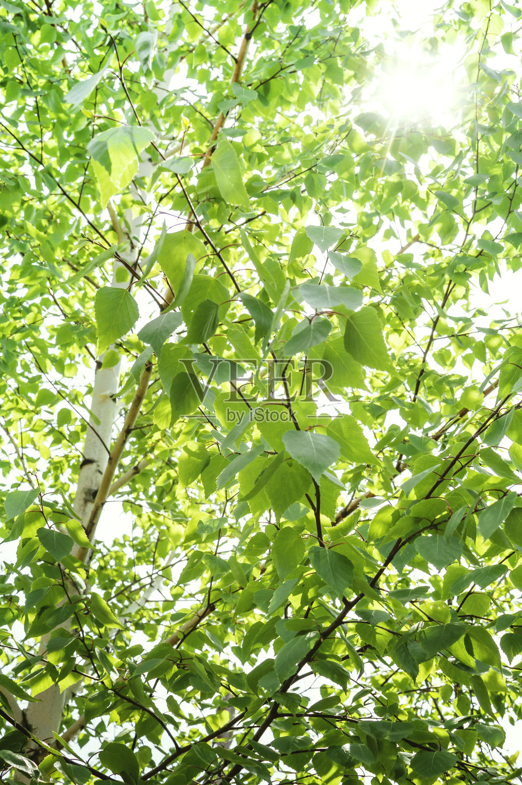 春天的背景与明亮的绿色的桦树叶对面的明亮的太阳。软的焦点。照片摄影图片