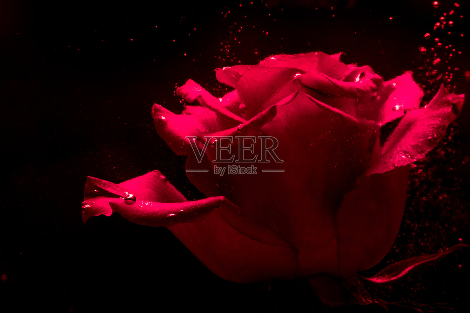 五彩水中的花照片摄影图片