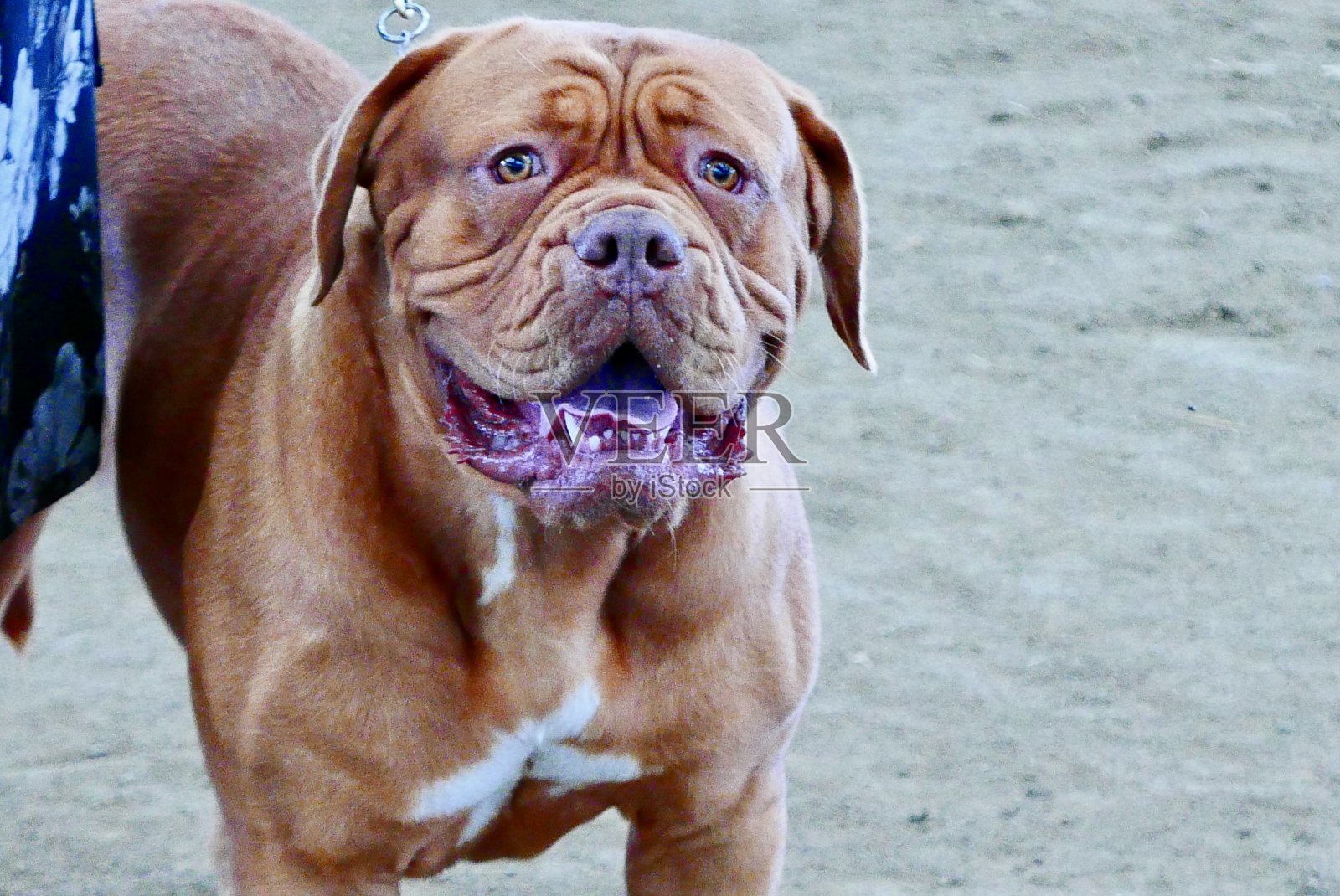 大狗照片摄影图片