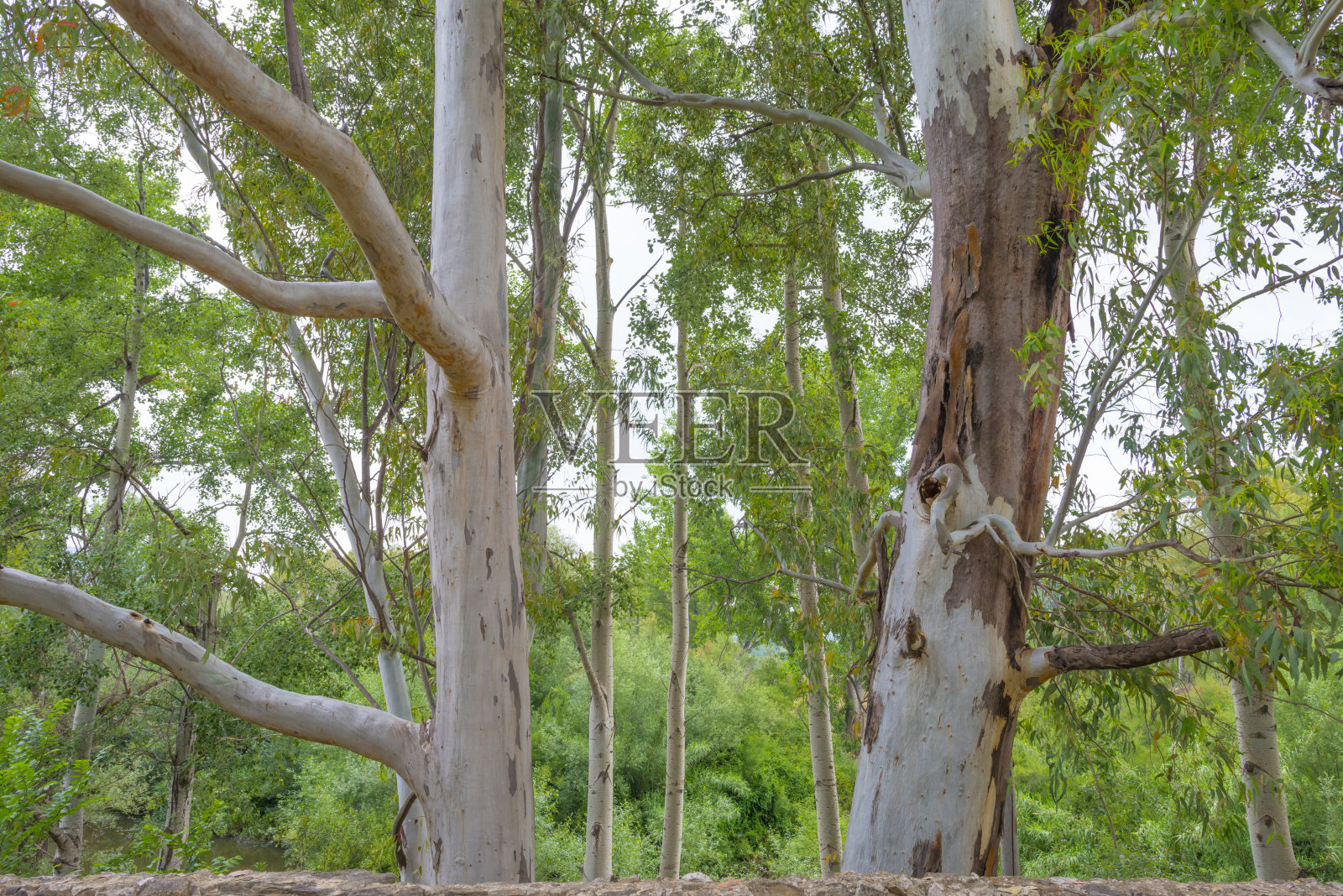 春天撒丁岛的绿色山丘和岩石山脉照片摄影图片