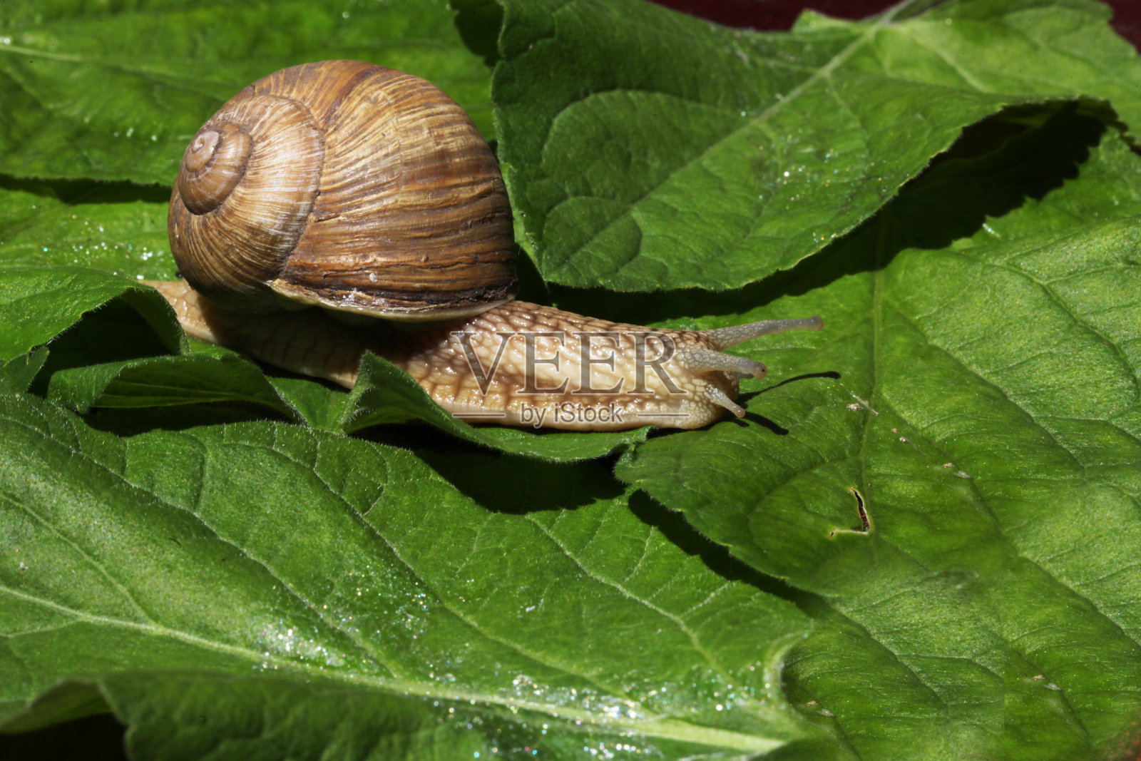 物权授权关键词查看更多腹足动物害虫植物绿色鼻涕虫叶子软体动物缓慢