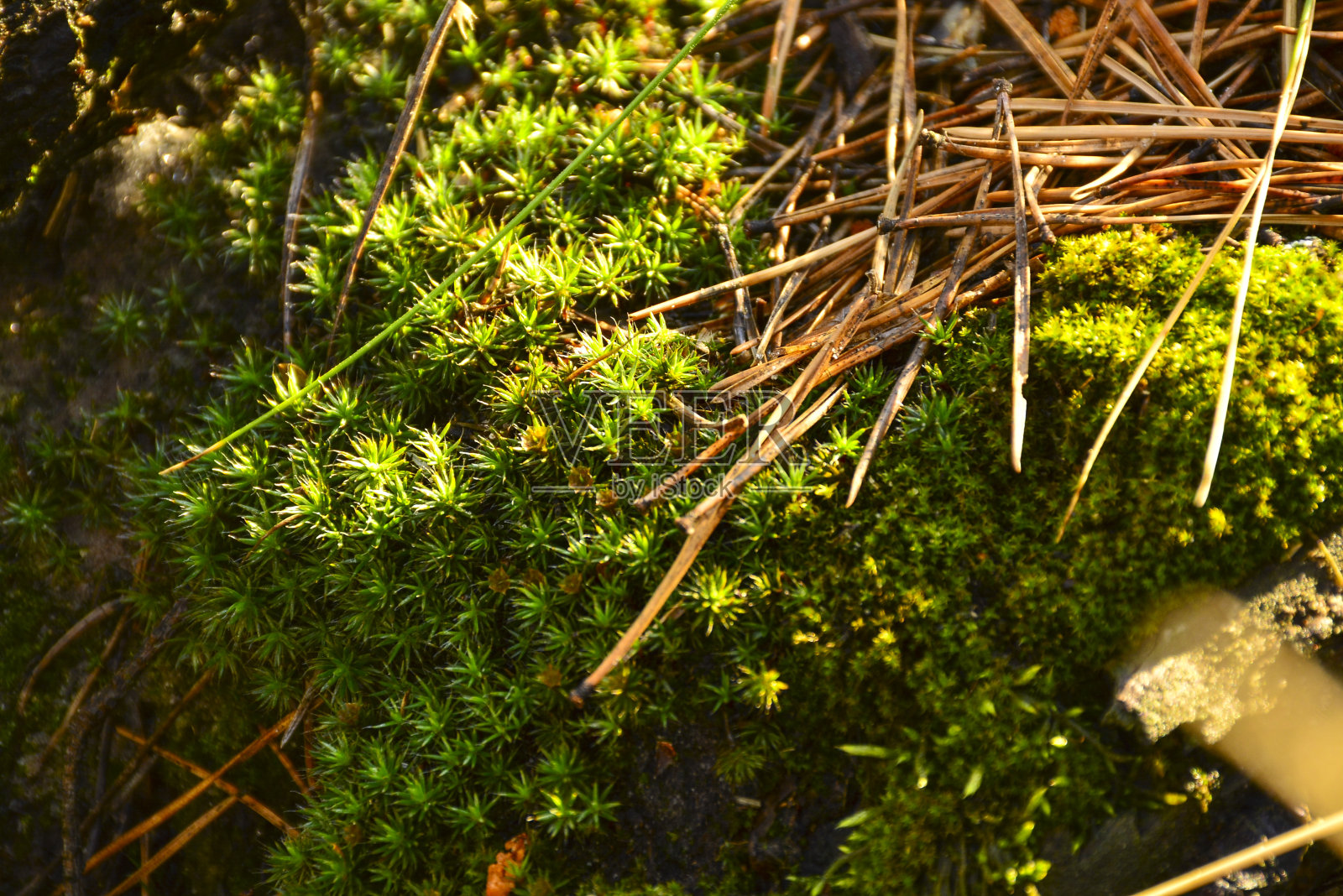 给我照片摄影图片