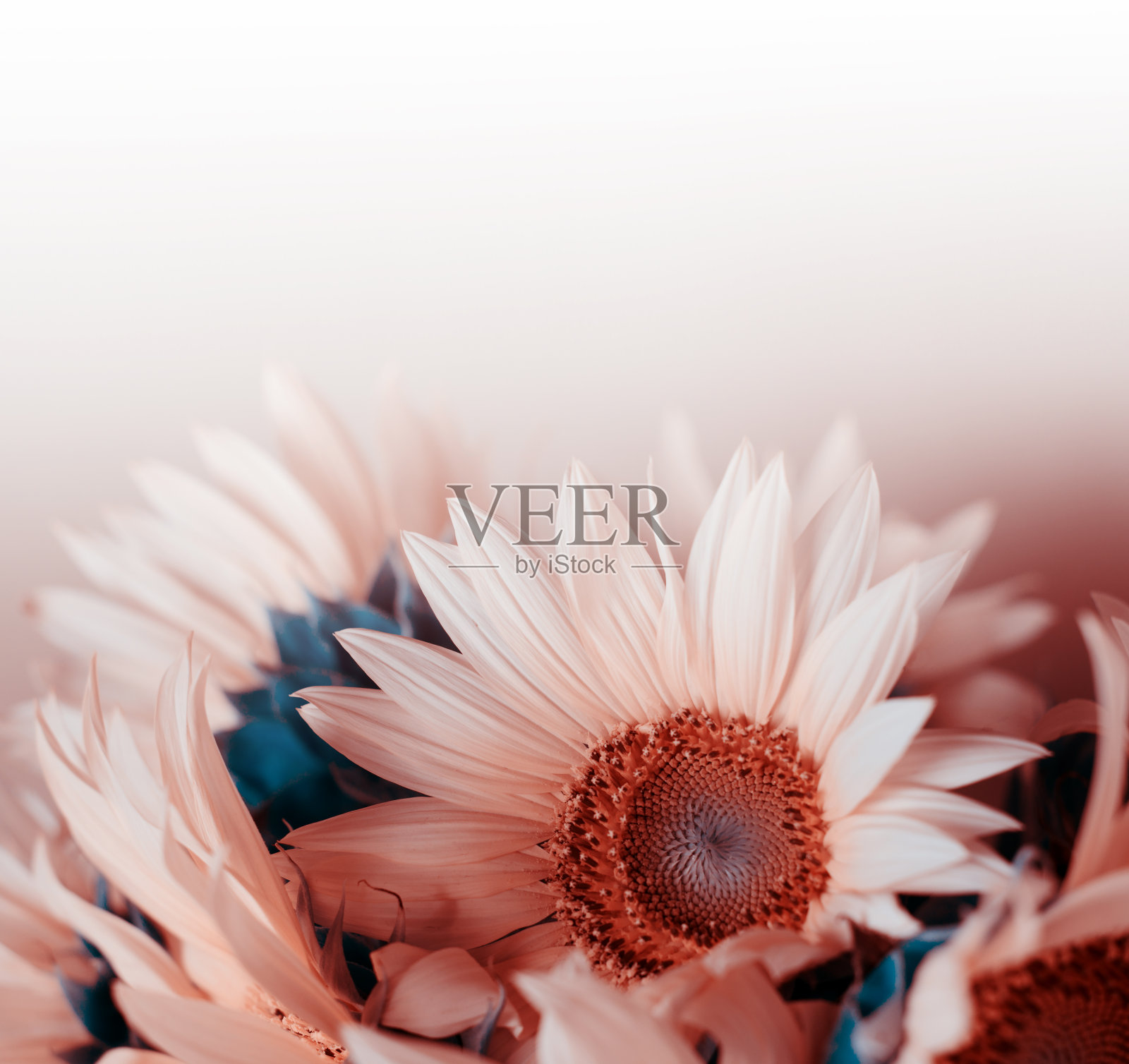 创意色彩柔和的向日葵花边框与复制空间，节日背景。照片摄影图片