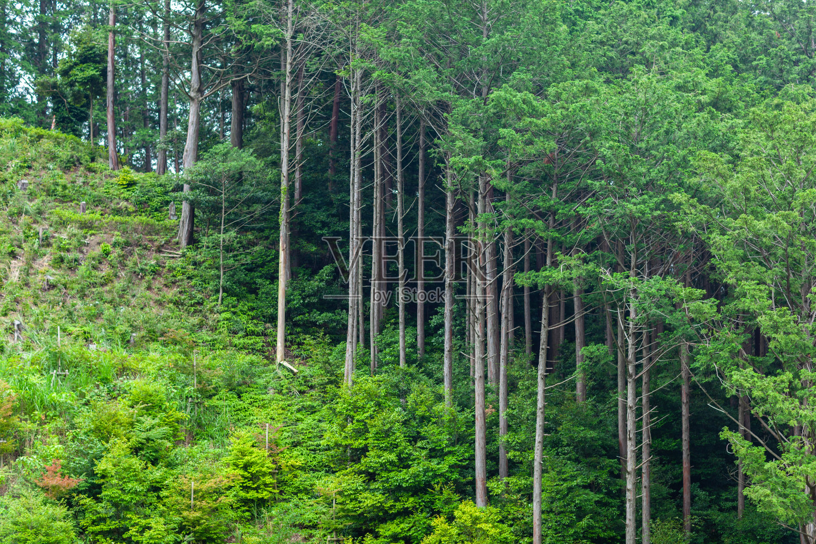 原木与森林的背景照片摄影图片