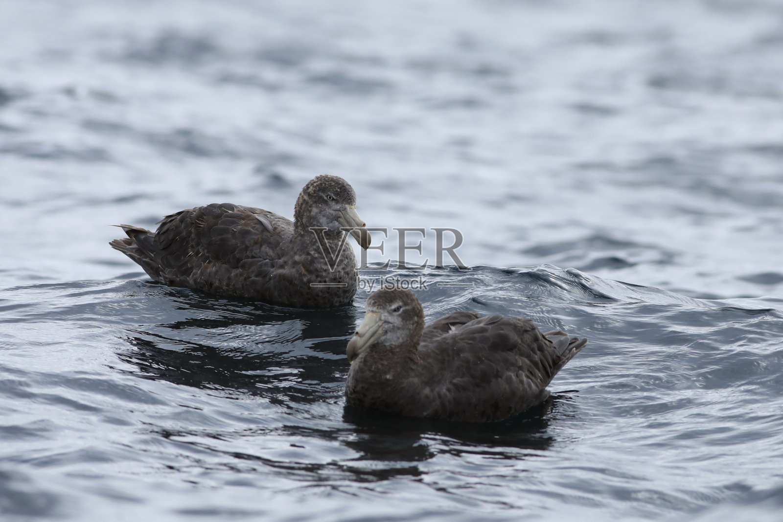 北方海燕，Macronectes halli，配对照片摄影图片