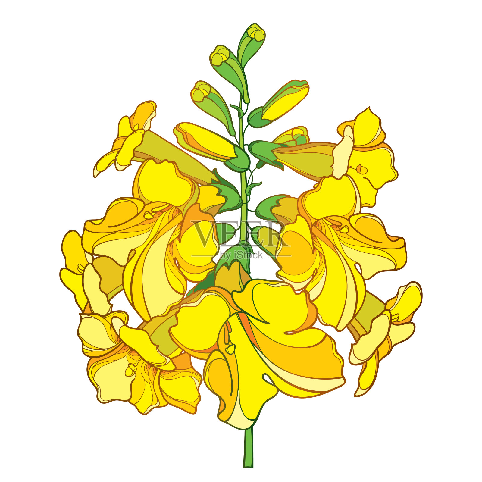 矢量轮廓Tecoma stans或黄色喇叭花束和芽在黄色孤立在白色背景。插画图片素材