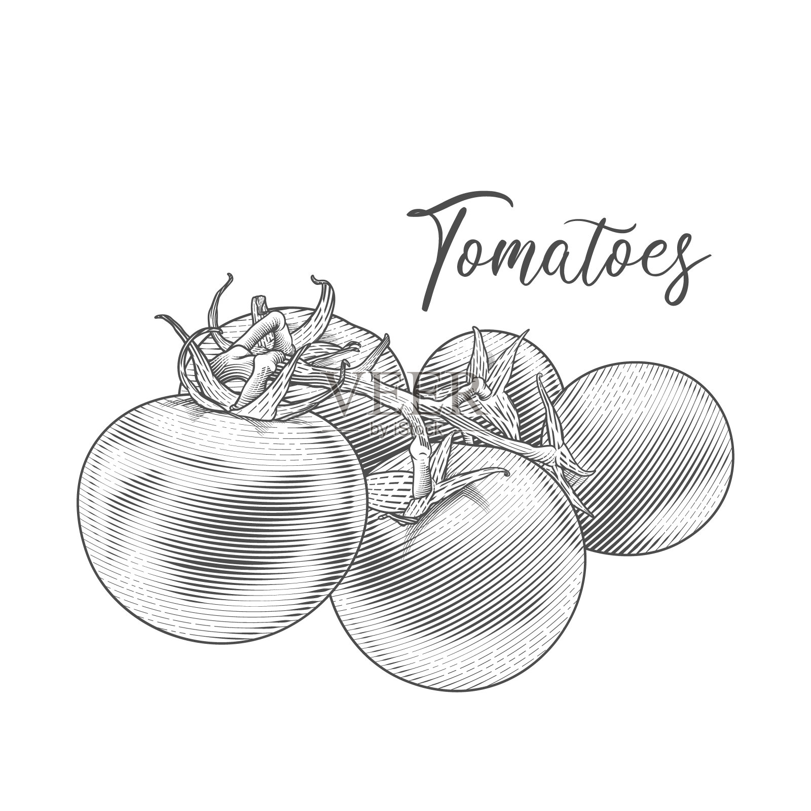 西红柿分支。插画图片素材