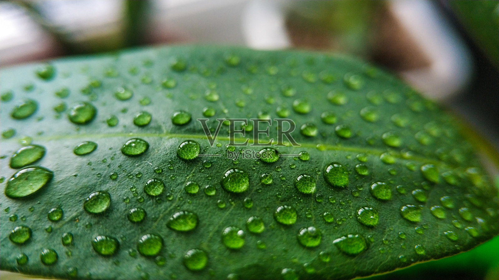 荔枝植物绿叶上的水滴。背景和纹理特写照片摄影图片
